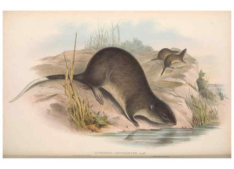 Reproducción/Reproduction 36816332121: The mammals of Australia.. London,Printed by Taylor and Francis, pub. by the author,1863.