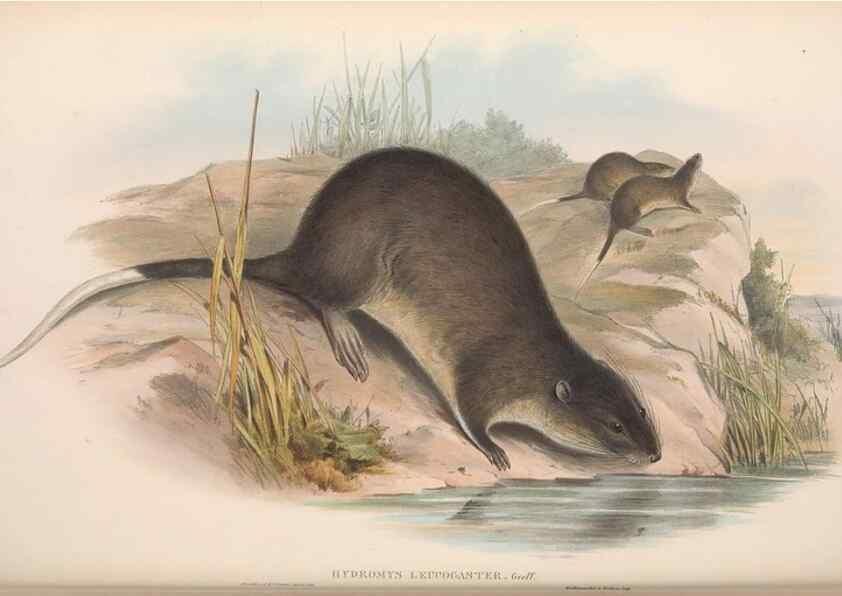 Reproducción/Reproduction 36816332121: The mammals of Australia.. London,Printed by Taylor and Francis, pub. by the author,1863.