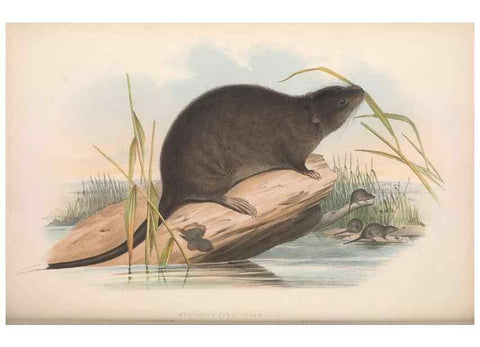Reproducción/Reproduction 36816335631: The mammals of Australia.. London,Printed by Taylor and Francis, pub. by the author,1863.