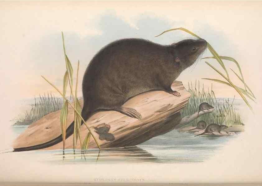 Reproducción/Reproduction 36816335631: The mammals of Australia.. London,Printed by Taylor and Francis, pub. by the author,1863.