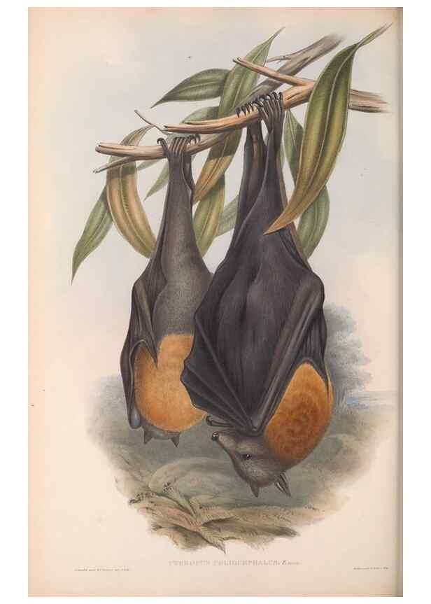 Reproducción/Reproduction 36147506603: The mammals of Australia.. London,Printed by Taylor and Francis, pub. by the author,1863.