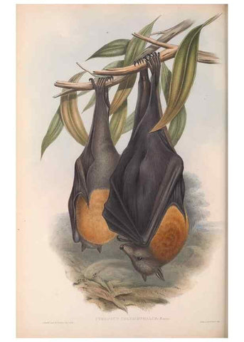 Reproducción/Reproduction 36147506603: The mammals of Australia.. London,Printed by Taylor and Francis, pub. by the author,1863.