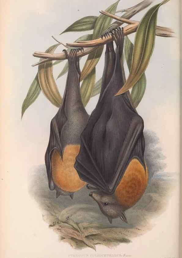 Reproducción/Reproduction 36147506603: The mammals of Australia.. London,Printed by Taylor and Francis, pub. by the author,1863.