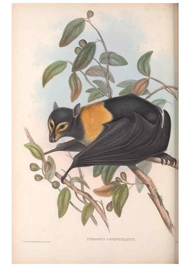 Reproducción/Reproduction 36147508023: The mammals of Australia.. London,Printed by Taylor and Francis, pub. by the author,1863.