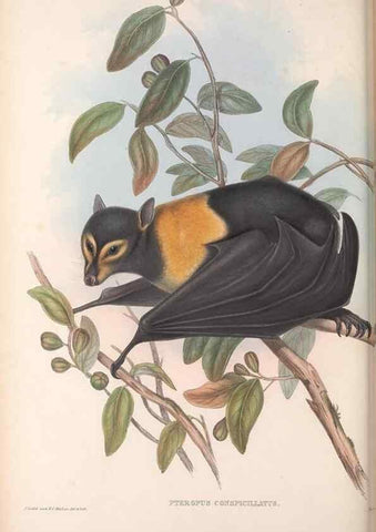 Reproducción/Reproduction 36147508023: The mammals of Australia.. London,Printed by Taylor and Francis, pub. by the author,1863.