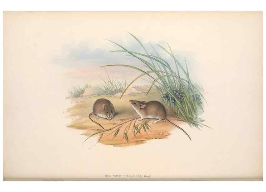 Reproducción/Reproduction 36816317651: The mammals of Australia.. London,Printed by Taylor and Francis, pub. by the author,1863.