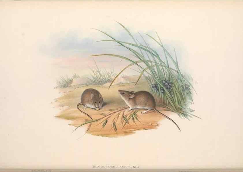 Reproducción/Reproduction 36816317651: The mammals of Australia.. London,Printed by Taylor and Francis, pub. by the author,1863.