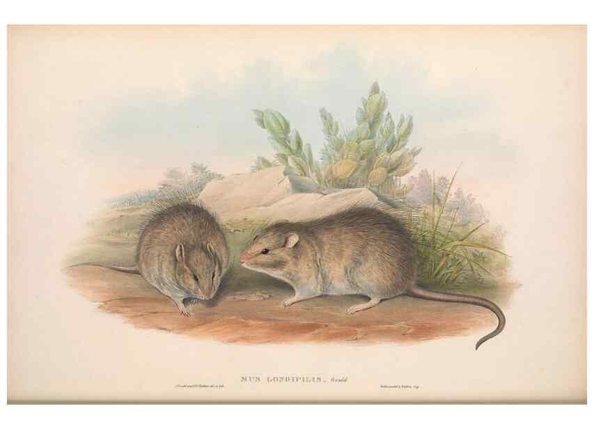 Reproducción/Reproduction 36816291421: The mammals of Australia.. London,Printed by Taylor and Francis, pub. by the author,1863.