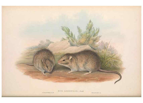 Reproducción/Reproduction 36816291421: The mammals of Australia.. London,Printed by Taylor and Francis, pub. by the author,1863.