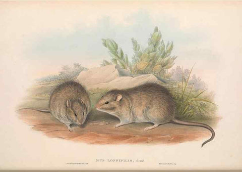 Reproducción/Reproduction 36816291421: The mammals of Australia.. London,Printed by Taylor and Francis, pub. by the author,1863.