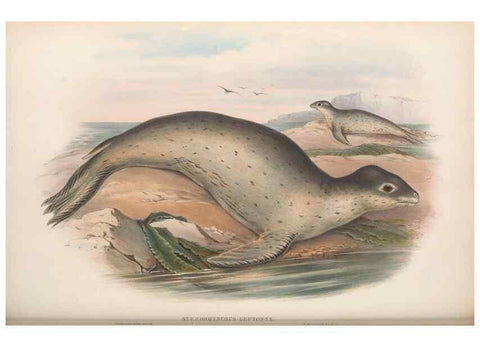 Reproducción/Reproduction 36147542983: The mammals of Australia.. London,Printed by Taylor and Francis, pub. by the author,1863.