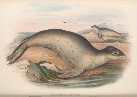 Reproducción/Reproduction 36147542983: The mammals of Australia.. London,Printed by Taylor and Francis, pub. by the author,1863.