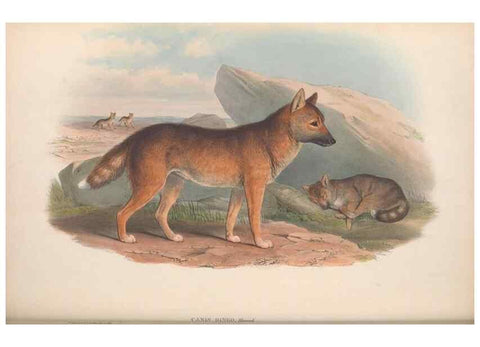 Reproducción/Reproduction 36147546413: The mammals of Australia.. London,Printed by Taylor and Francis, pub. by the author,1863.