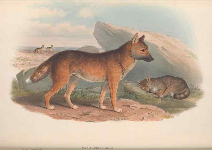 Reproducción/Reproduction 36147546413: The mammals of Australia.. London,Printed by Taylor and Francis, pub. by the author,1863.