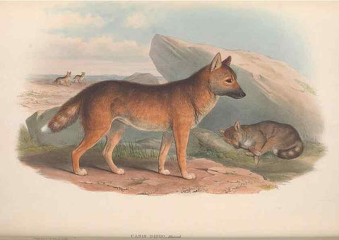 Reproducción/Reproduction 36147546413: The mammals of Australia.. London,Printed by Taylor and Francis, pub. by the author,1863.
