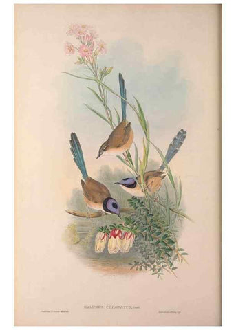 Reproducción/Reproduction 36871178081: The birds of Australia, supplement /. London :Printed by Taylor and Francis ... published by the author ...,[1851]-1869.