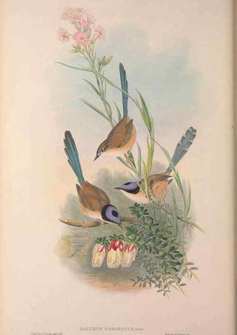 Reproducción/Reproduction 36871178081: The birds of Australia, supplement /. London :Printed by Taylor and Francis ... published by the author ...,[1851]-1869.