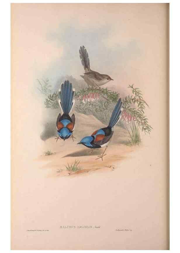 Reproducción/Reproduction 36871180091: The birds of Australia, supplement /. London :Printed by Taylor and Francis ... published by the author ...,[1851]-1869.