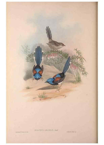 Reproducción/Reproduction 36871180091: The birds of Australia, supplement /. London :Printed by Taylor and Francis ... published by the author ...,[1851]-1869.