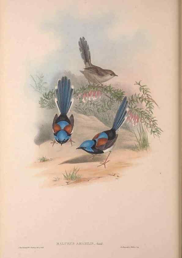 Reproducción/Reproduction 36871180091: The birds of Australia, supplement /. London :Printed by Taylor and Francis ... published by the author ...,[1851]-1869.