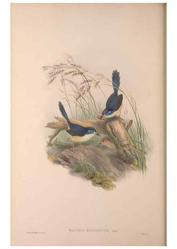 Reproducción/Reproduction 36871181701: The birds of Australia, supplement /. London :Printed by Taylor and Francis ... published by the author ...,[1851]-1869.