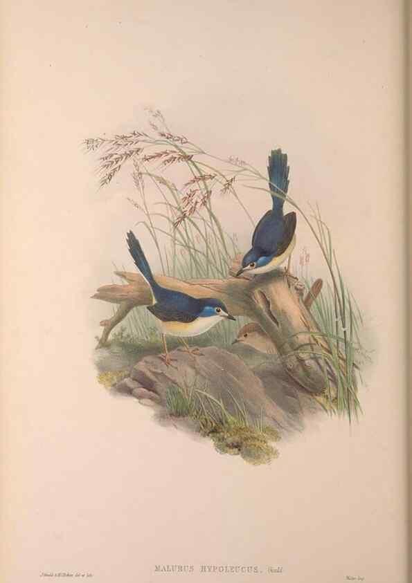Reproducción/Reproduction 36871181701: The birds of Australia, supplement /. London :Printed by Taylor and Francis ... published by the author ...,[1851]-1869.