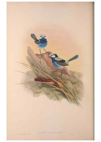 Reproducción/Reproduction 36871183401: The birds of Australia, supplement /. London :Printed by Taylor and Francis ... published by the author ...,[1851]-1869.