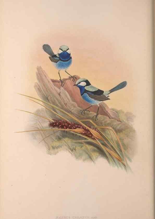 Reproducción/Reproduction 36871183401: The birds of Australia, supplement /. London :Printed by Taylor and Francis ... published by the author ...,[1851]-1869.