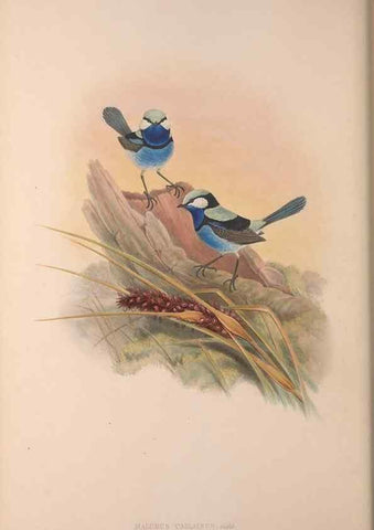 Reproducción/Reproduction 36871183401: The birds of Australia, supplement /. London :Printed by Taylor and Francis ... published by the author ...,[1851]-1869.