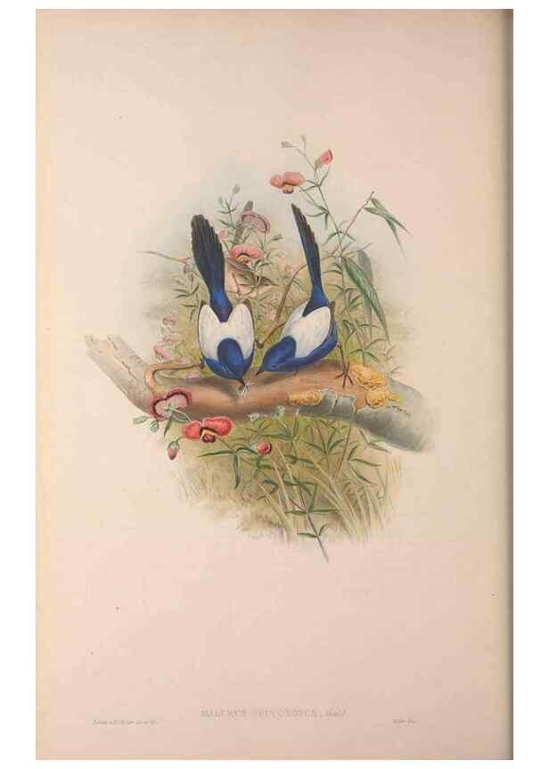 Reproducción/Reproduction 36203563093: The birds of Australia, supplement /. London :Printed by Taylor and Francis ... published by the author ...,[1851]-1869.