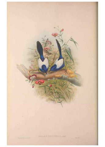 Reproducción/Reproduction 36203563093: The birds of Australia, supplement /. London :Printed by Taylor and Francis ... published by the author ...,[1851]-1869.
