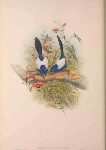 Reproducción/Reproduction 36203563093: The birds of Australia, supplement /. London :Printed by Taylor and Francis ... published by the author ...,[1851]-1869.