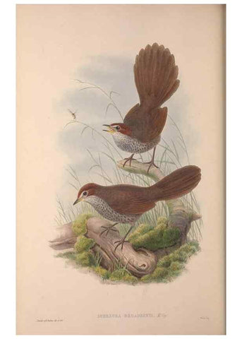 Reproducción/Reproduction 36203565453: The birds of Australia, supplement /. London :Printed by Taylor and Francis ... published by the author ...,[1851]-1869.