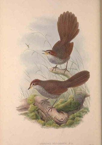 Reproducción/Reproduction 36203565453: The birds of Australia, supplement /. London :Printed by Taylor and Francis ... published by the author ...,[1851]-1869.