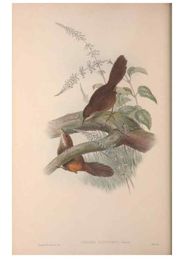 Reproducción/Reproduction 36840780372: The birds of Australia, supplement /. London :Printed by Taylor and Francis ... published by the author ...,[1851]-1869.