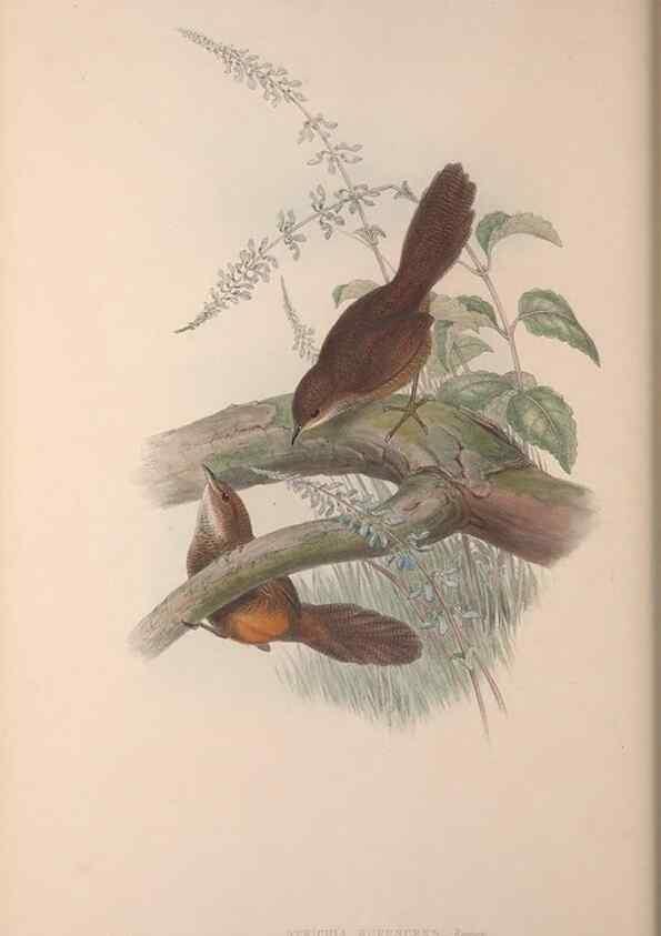 Reproducción/Reproduction 36840780372: The birds of Australia, supplement /. London :Printed by Taylor and Francis ... published by the author ...,[1851]-1869.