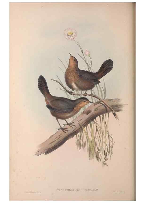 Reproducción/Reproduction 36840782372: The birds of Australia, supplement /. London :Printed by Taylor and Francis ... published by the author ...,[1851]-1869.