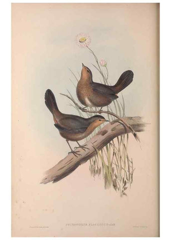 Reproducción/Reproduction 36840782372: The birds of Australia, supplement /. London :Printed by Taylor and Francis ... published by the author ...,[1851]-1869.