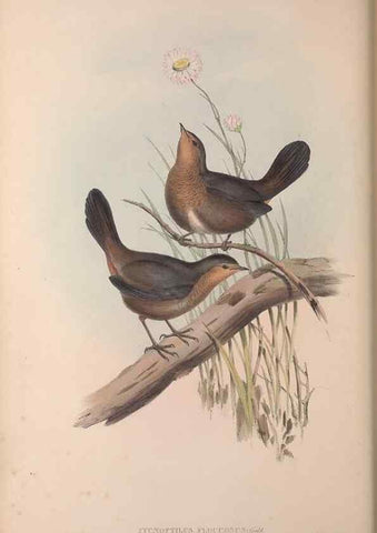 Reproducción/Reproduction 36840782372: The birds of Australia, supplement /. London :Printed by Taylor and Francis ... published by the author ...,[1851]-1869.