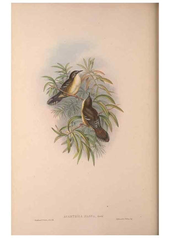 Reproducción/Reproduction 37012108345: The birds of Australia, supplement /. London :Printed by Taylor and Francis ... published by the author ...,[1851]-1869.