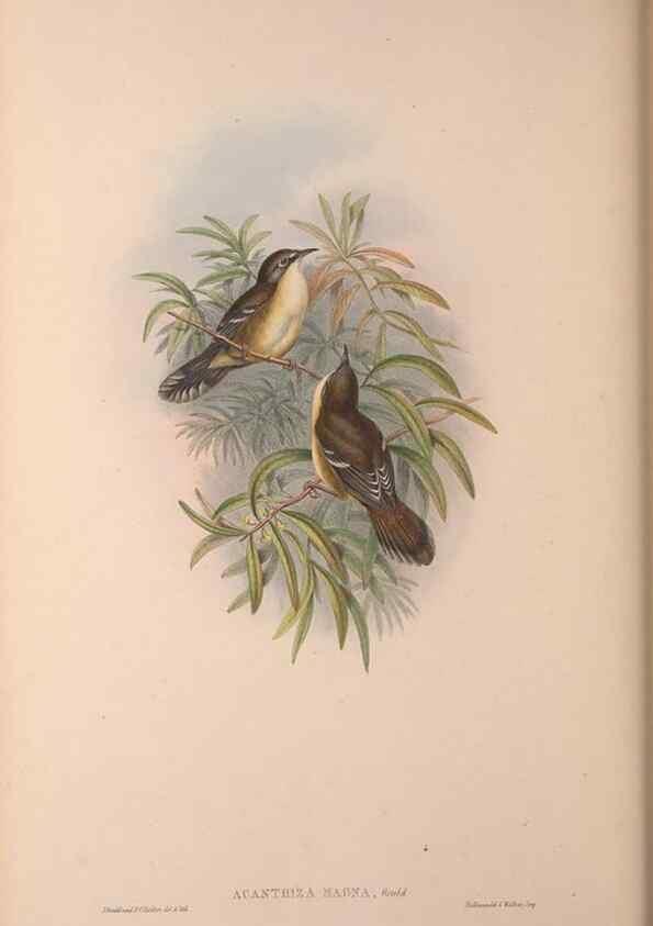Reproducción/Reproduction 37012108345: The birds of Australia, supplement /. London :Printed by Taylor and Francis ... published by the author ...,[1851]-1869.