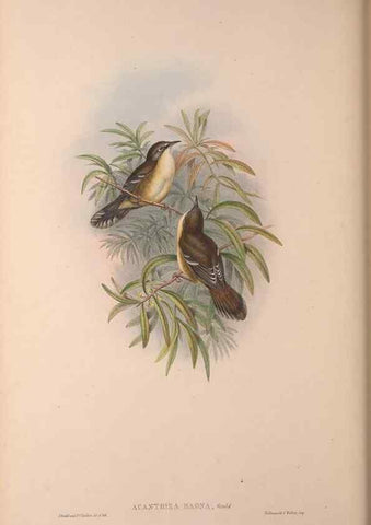 Reproducción/Reproduction 37012108345: The birds of Australia, supplement /. London :Printed by Taylor and Francis ... published by the author ...,[1851]-1869.