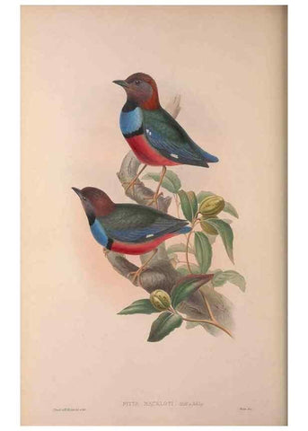 Reproducción/Reproduction 37012109015: The birds of Australia, supplement /. London :Printed by Taylor and Francis ... published by the author ...,[1851]-1869.