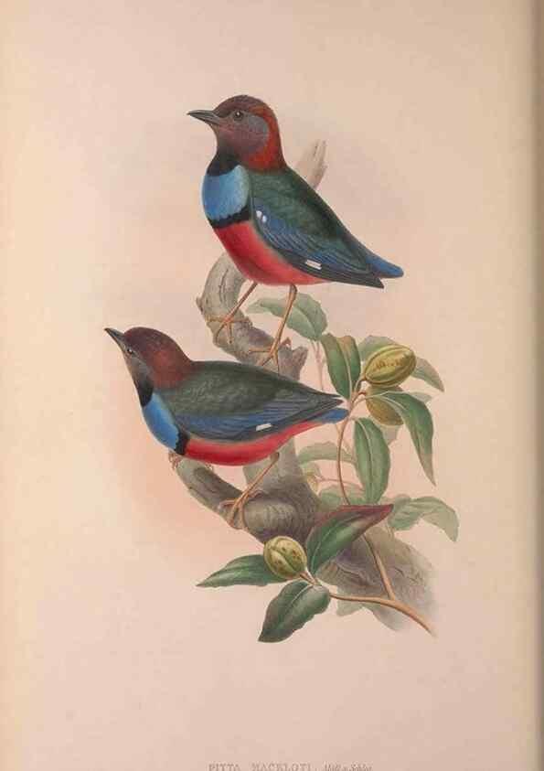 Reproducción/Reproduction 37012109015: The birds of Australia, supplement /. London :Printed by Taylor and Francis ... published by the author ...,[1851]-1869.