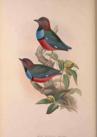 Reproducción/Reproduction 37012109015: The birds of Australia, supplement /. London :Printed by Taylor and Francis ... published by the author ...,[1851]-1869.