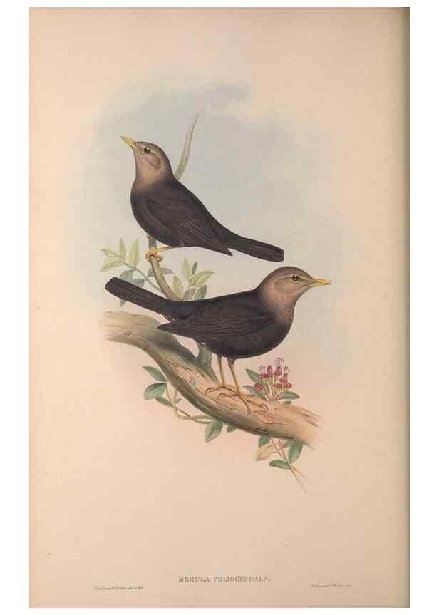 Reproducción/Reproduction 37012109695: The birds of Australia, supplement /. London :Printed by Taylor and Francis ... published by the author ...,[1851]-1869.