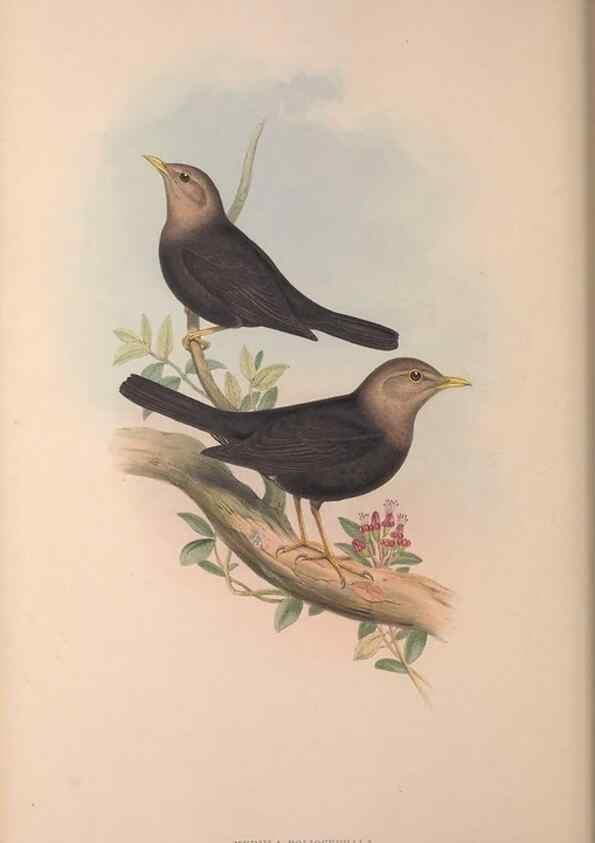 Reproducción/Reproduction 37012109695: The birds of Australia, supplement /. London :Printed by Taylor and Francis ... published by the author ...,[1851]-1869.