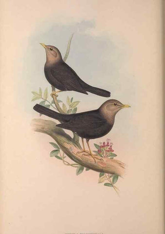Reproducción/Reproduction 37012109695: The birds of Australia, supplement /. London :Printed by Taylor and Francis ... published by the author ...,[1851]-1869.