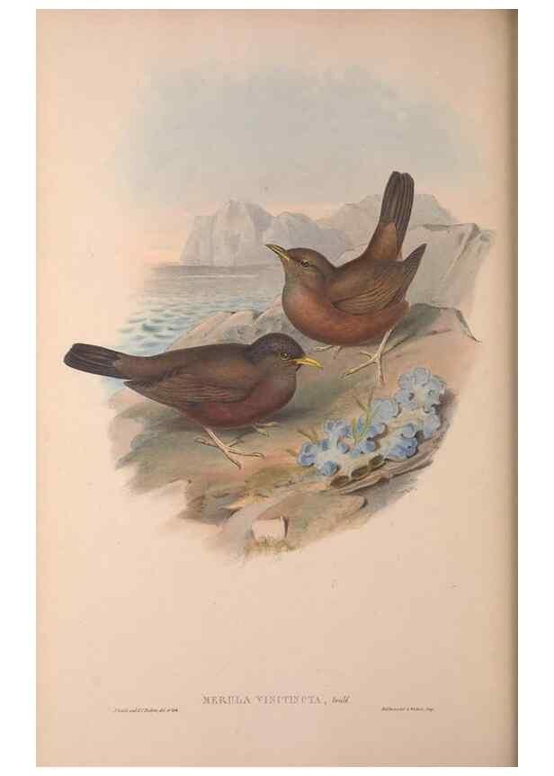 Reproducción/Reproduction 36840791542: The birds of Australia, supplement /. London :Printed by Taylor and Francis ... published by the author ...,[1851]-1869.