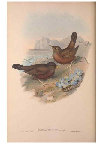 Reproducción/Reproduction 36840791542: The birds of Australia, supplement /. London :Printed by Taylor and Francis ... published by the author ...,[1851]-1869.